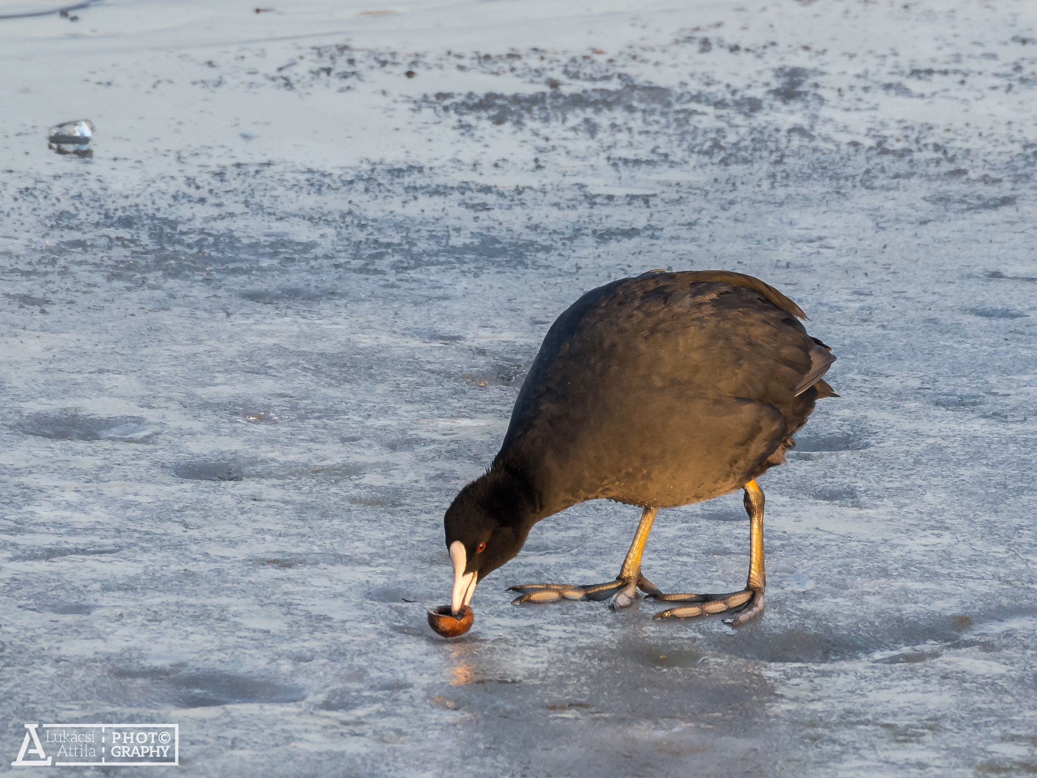 Olympus OM-D E-M10 sample photo. Big foot photography