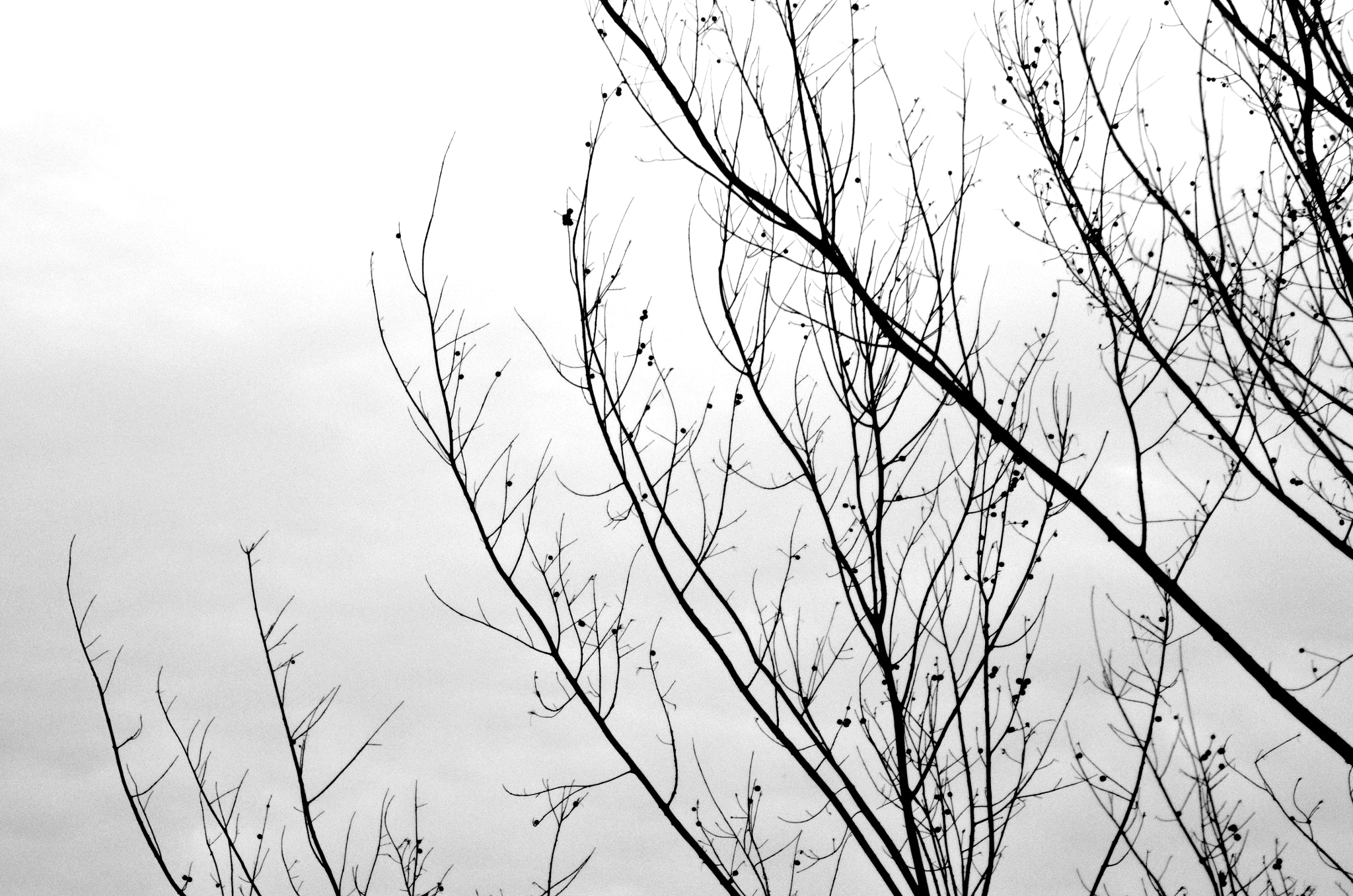 Nikon AF Nikkor 70-300mm F4-5.6G sample photo. Branches photography