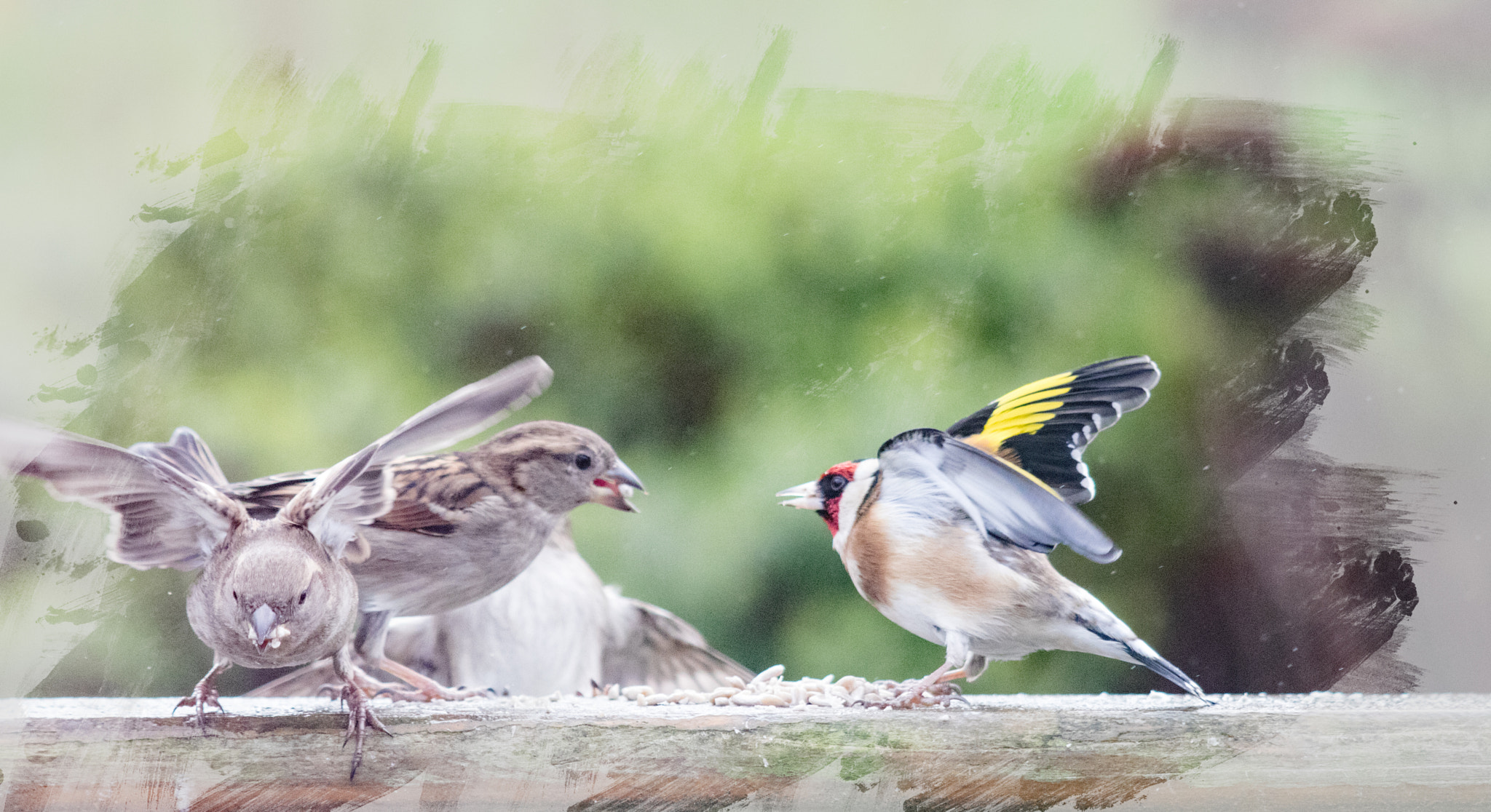 Canon EF 70-200mm F2.8L USM sample photo. Garden birds photography