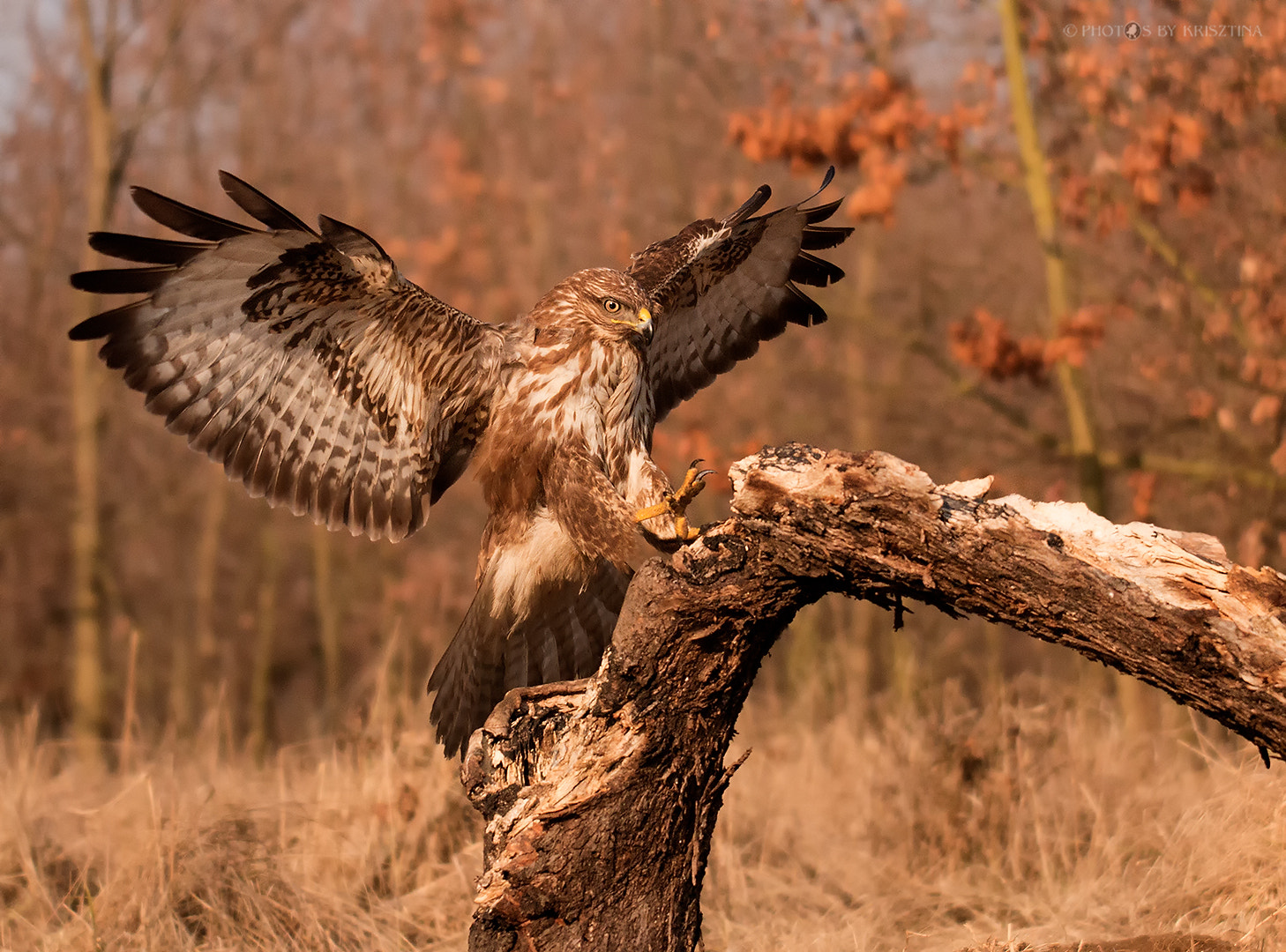 Sigma 50-500mm f/4-6.3 APO HSM EX sample photo. Landing photography