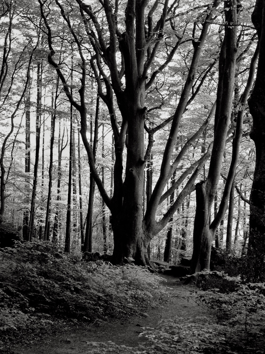 KONICA MINOLTA DiMAGE F300 sample photo. In the woods photography