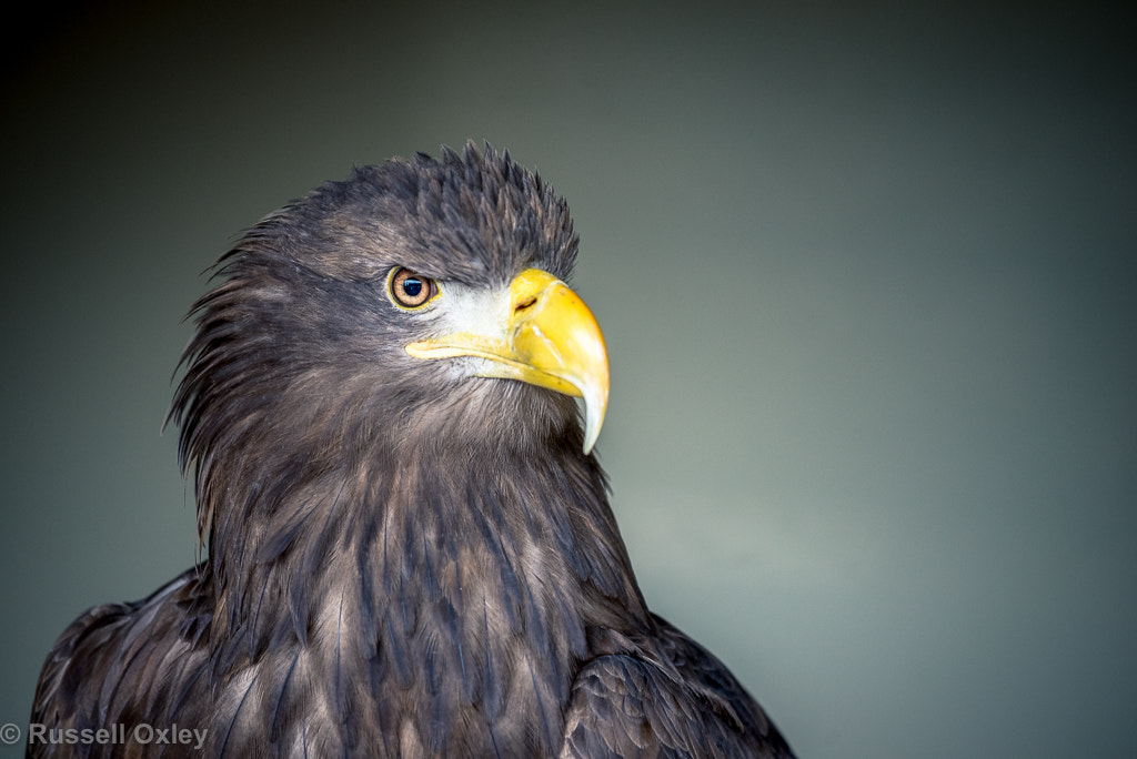 Nikon D610 sample photo. Sea eagle photography