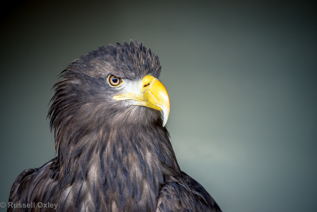 Nikon AF-S Nikkor 70-200mm F4G ED VR sample photo. Sea eagle photography