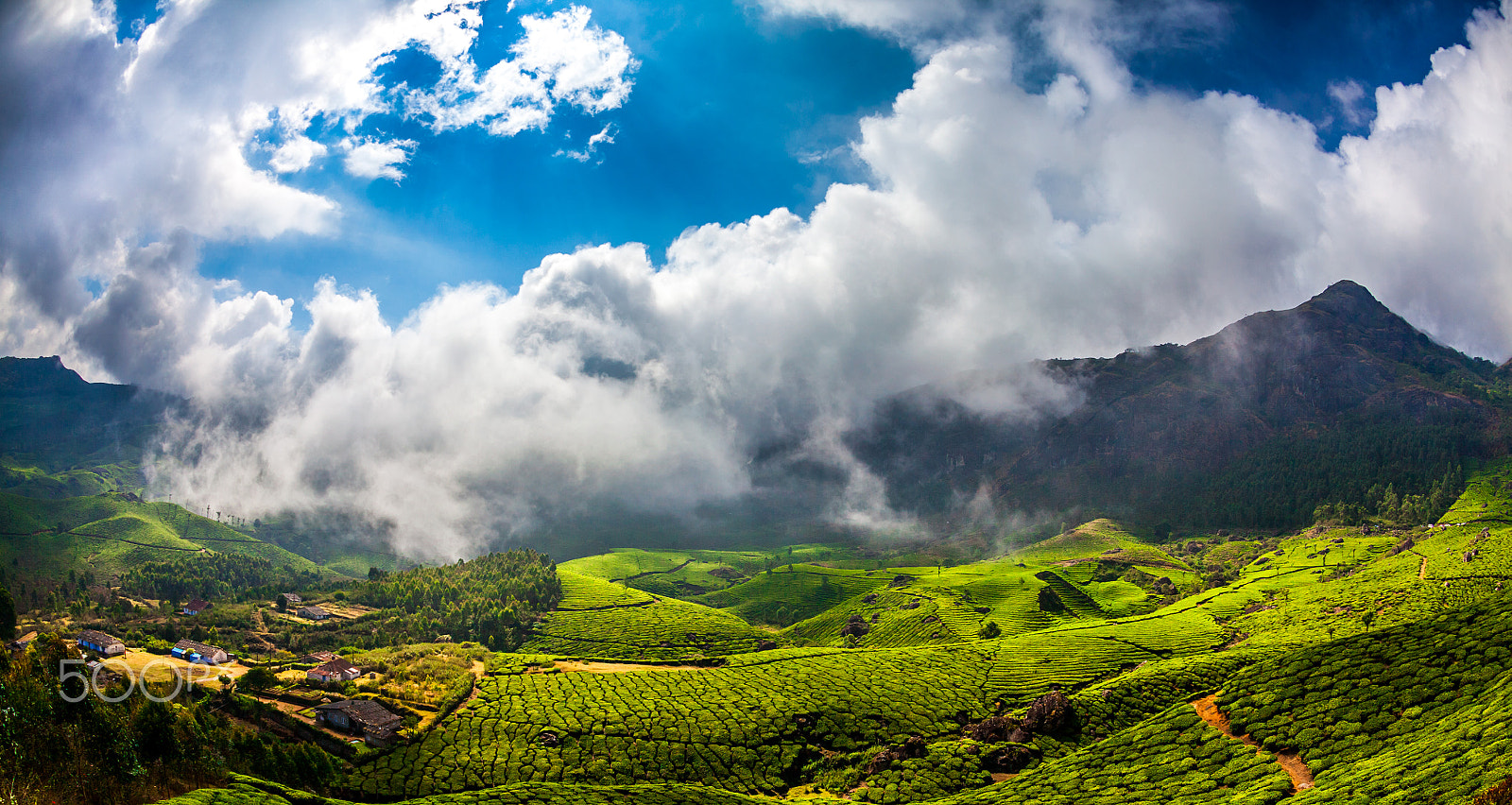 Canon EOS 5D Mark II + Canon EF 15mm F2.8 Fisheye sample photo. Tea plantations in india photography