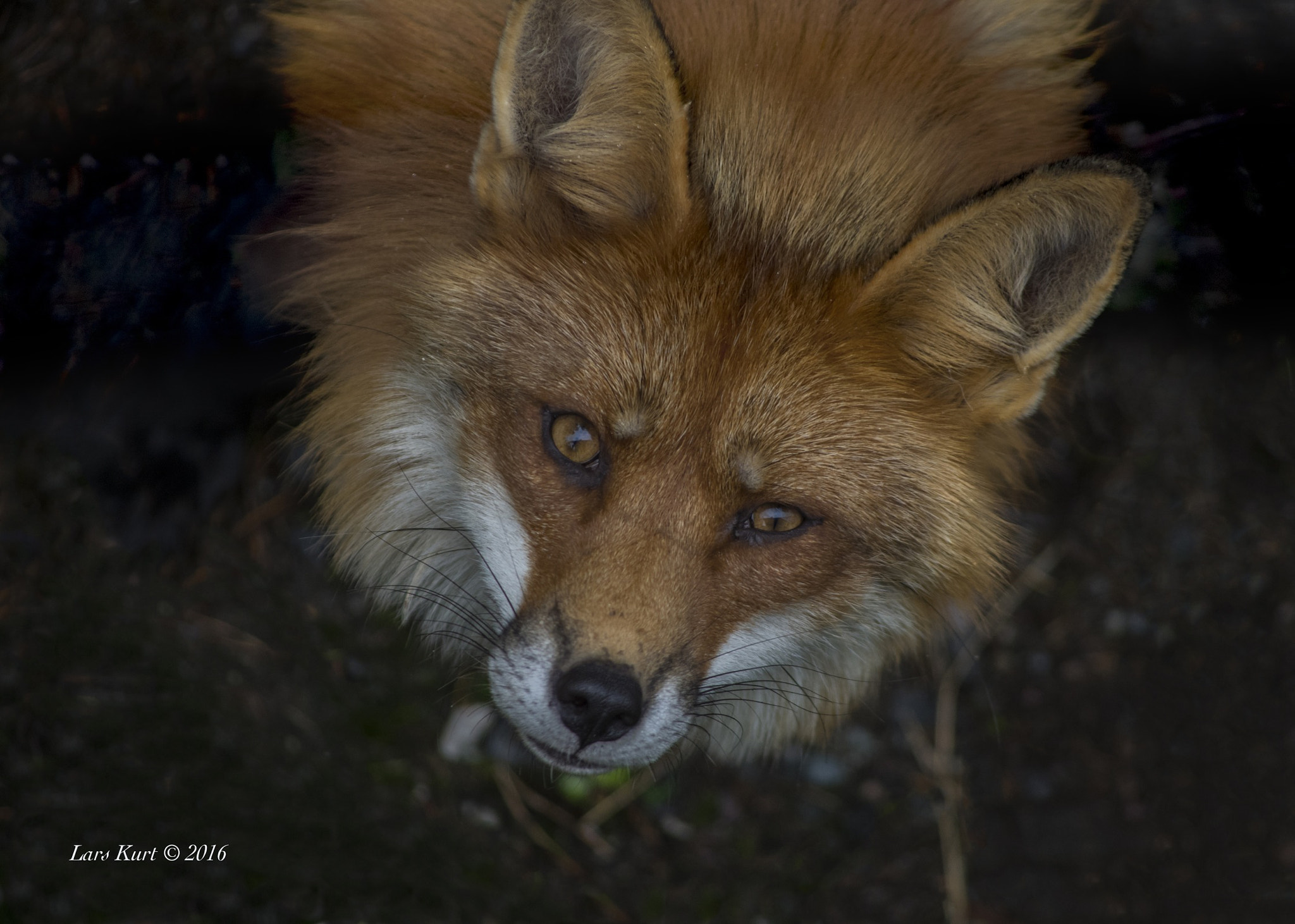 HD Pentax DA 55-300mm F4.0-5.8 ED WR sample photo. Rev photography