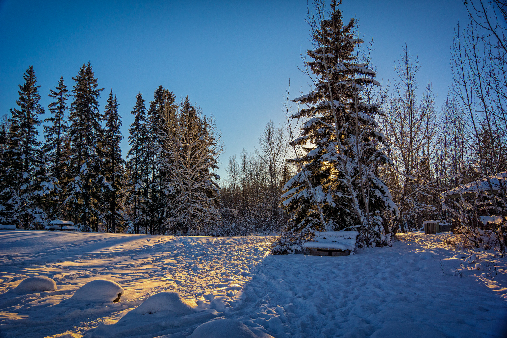 Sony SLT-A77 + Sony Vario-Sonnar T* DT 16-80mm F3.5-4.5 ZA sample photo. Sunlight through the trees on the snow. photography
