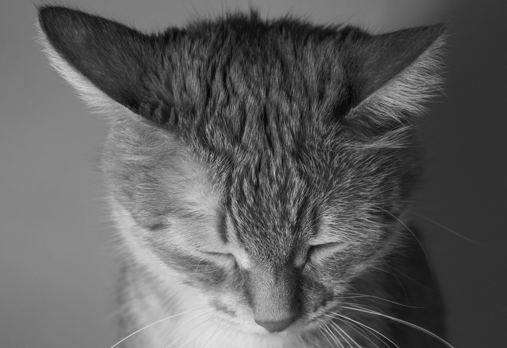 Canon EOS 60D + Sigma 17-70mm F2.8-4 DC Macro OS HSM sample photo. Cat photography