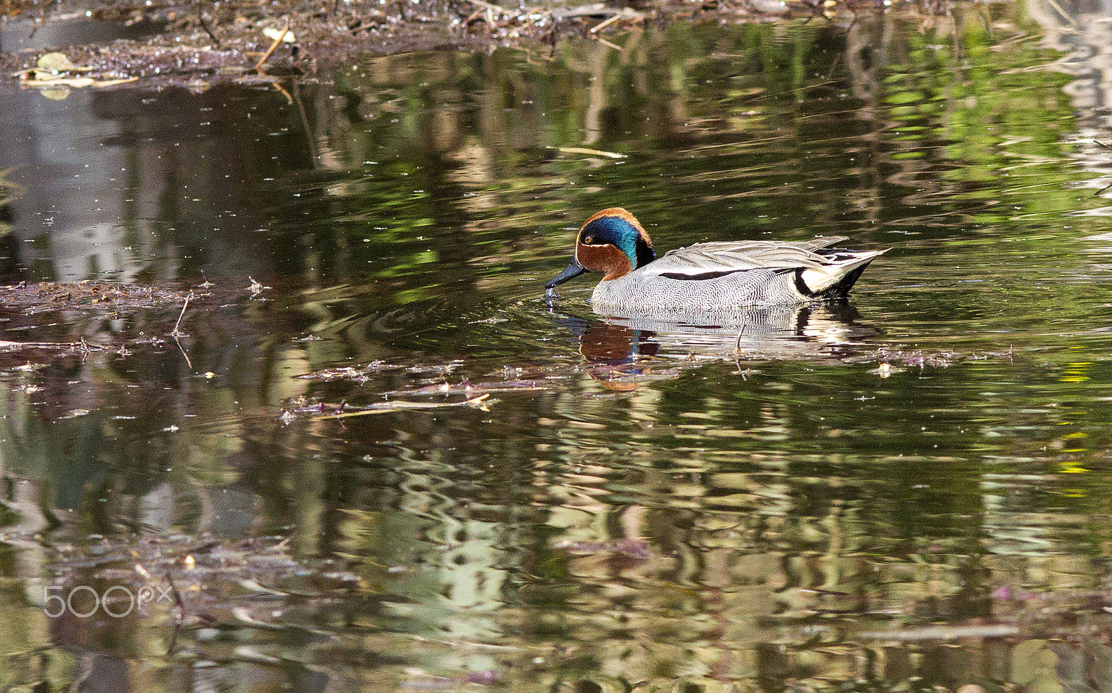 Canon EOS 7D + Canon EF 300mm F4L IS USM sample photo. Eurasian teal photography