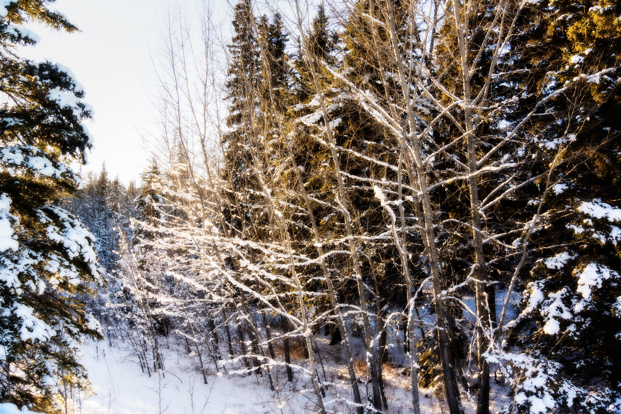 Sony SLT-A77 sample photo. Winter walk photography