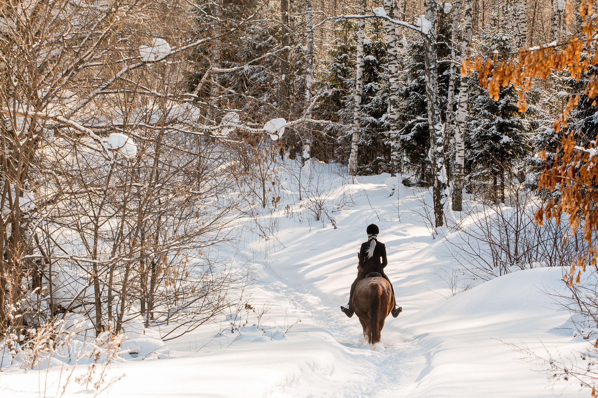 Young beautiful girl jockey riding a horse in winter forest