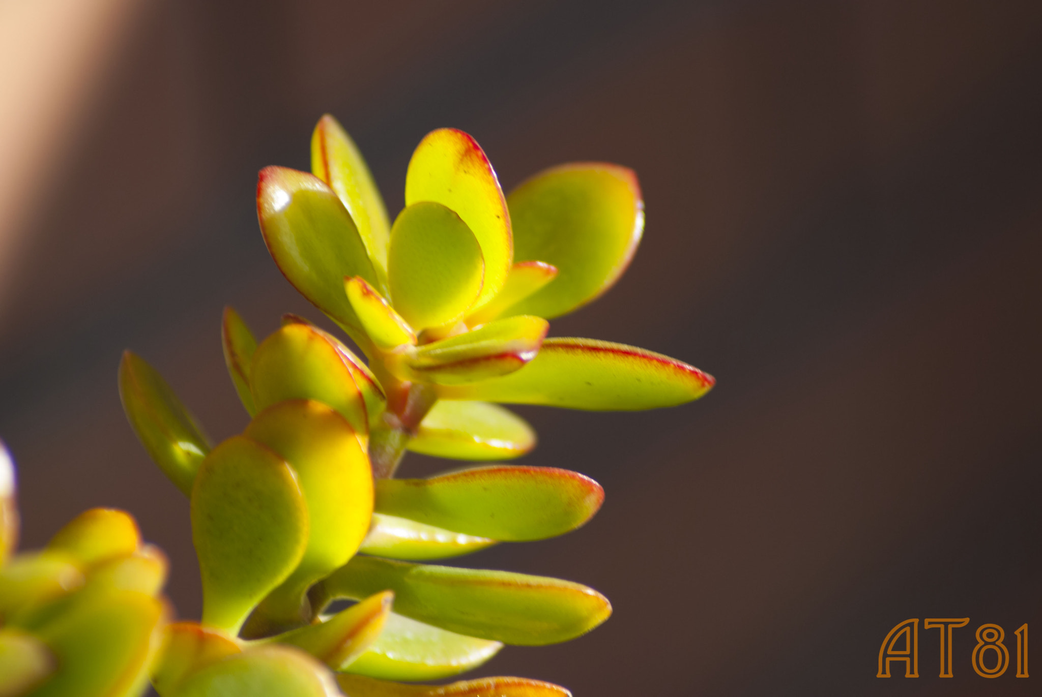 Nikon D80 sample photo. Love bugs photography