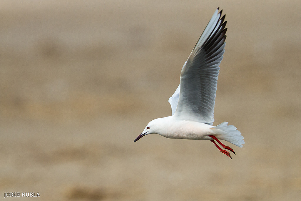 Canon EOS 7D sample photo. Gaviota picofina (croicocephalus genei). photography