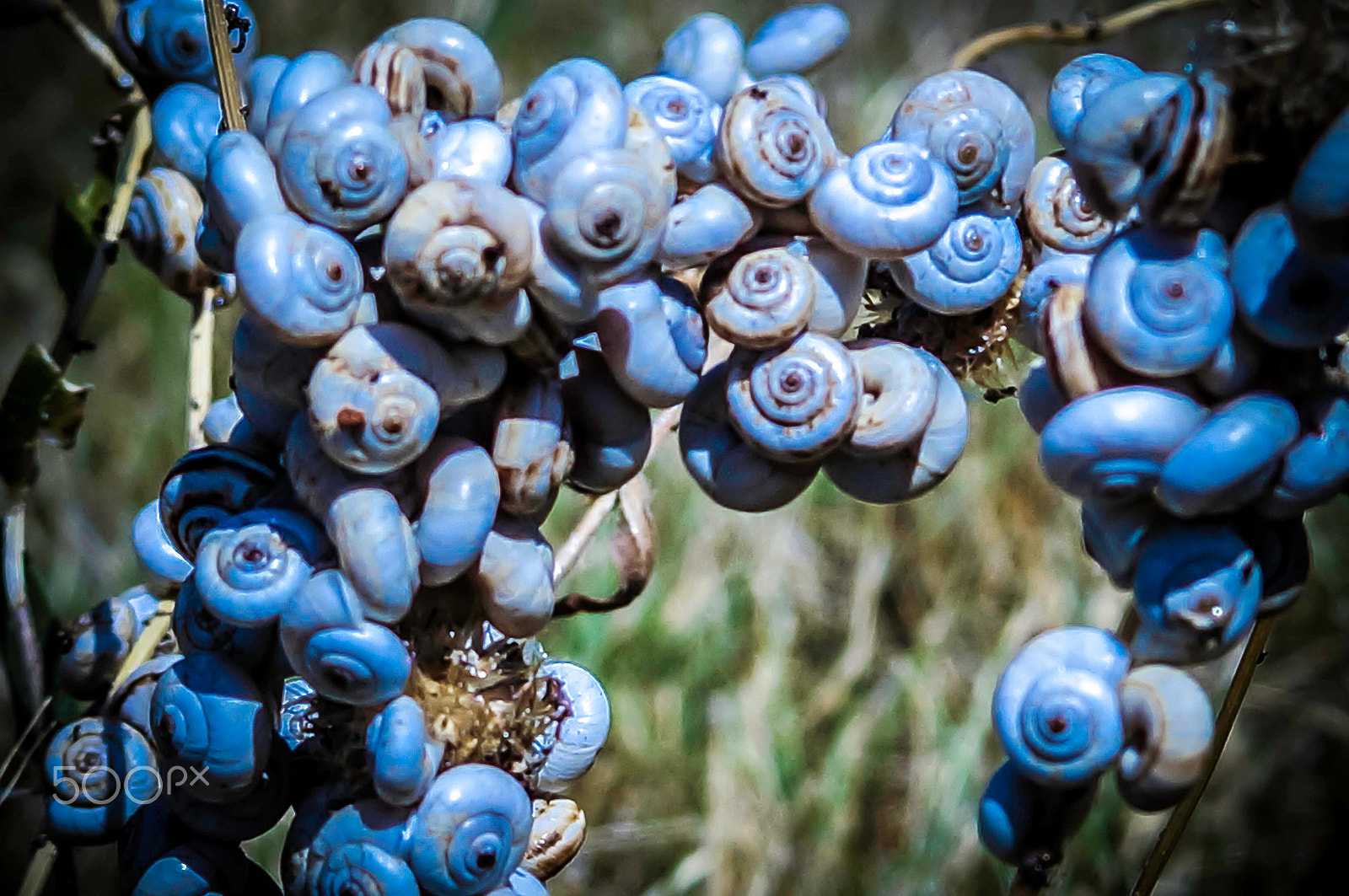 Sony SLT-A57 + Sony DT 30mm F2.8 Macro SAM sample photo. Blue snail ! photography