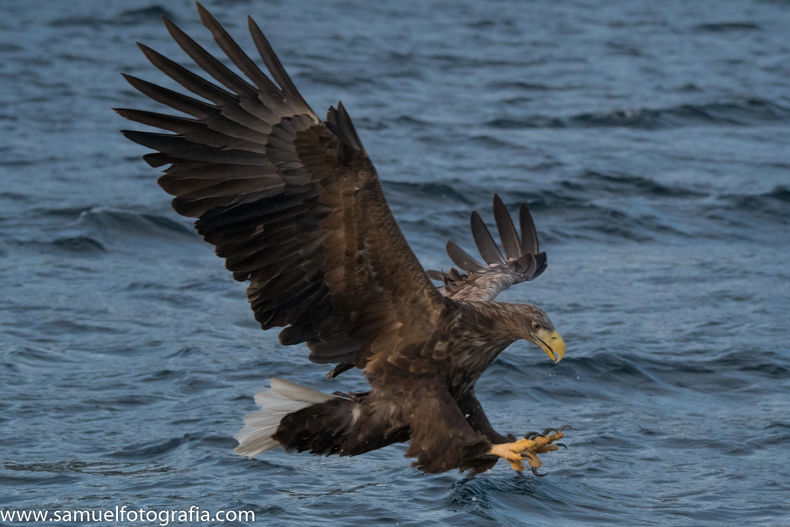 Nikon D500 sample photo. Eagle photography