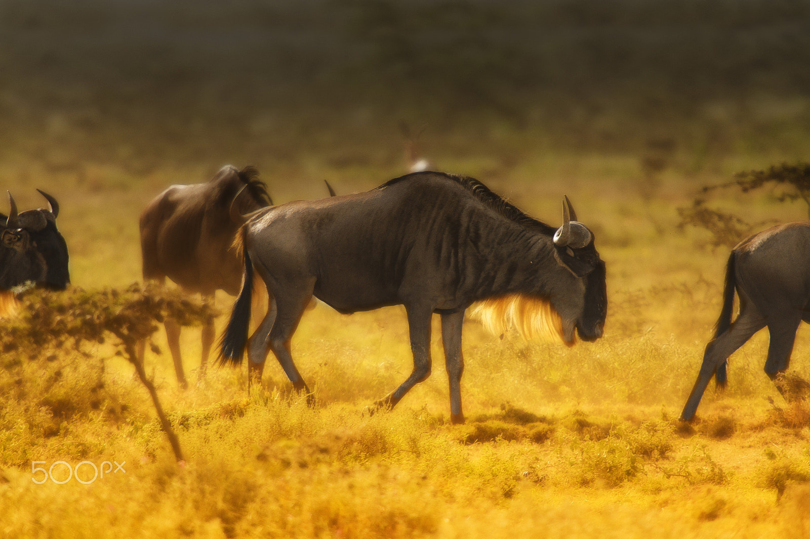 Canon EOS 7D sample photo. Wildebeest photography