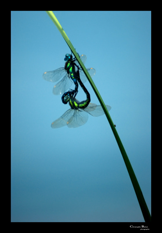 Sony 75-300mm F4.5-5.6 sample photo