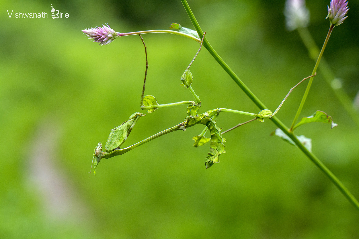 Nikon AF-S DX Micro-Nikkor 85mm F3.5G ED VR sample photo. Praying mantis photography