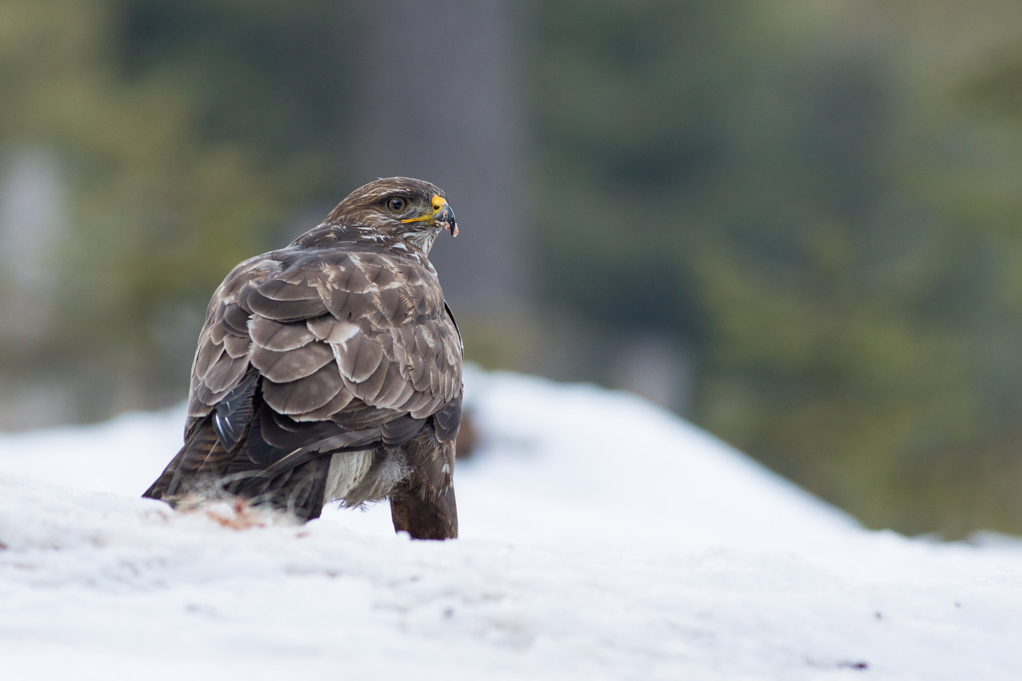 Canon EF 400mm F5.6L USM sample photo. Káně lesní (buteo buteo)

 photography