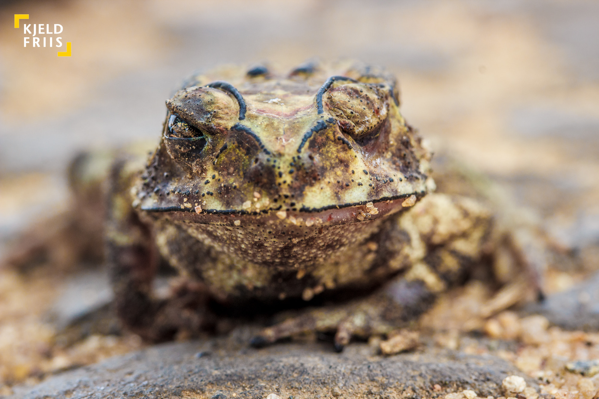 Canon EF-S 60mm F2.8 Macro USM sample photo. Hypno toad photography