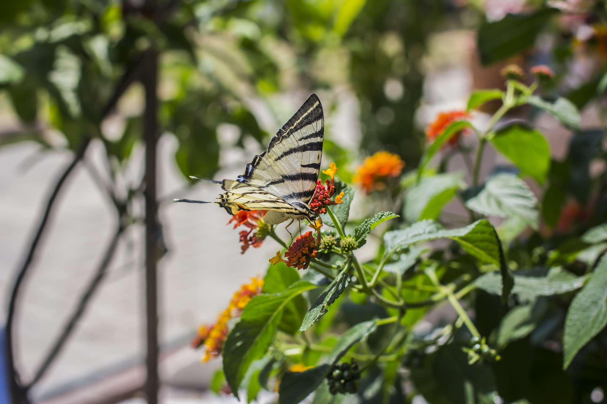 Canon EF 40mm F2.8 STM sample photo. M1 photography