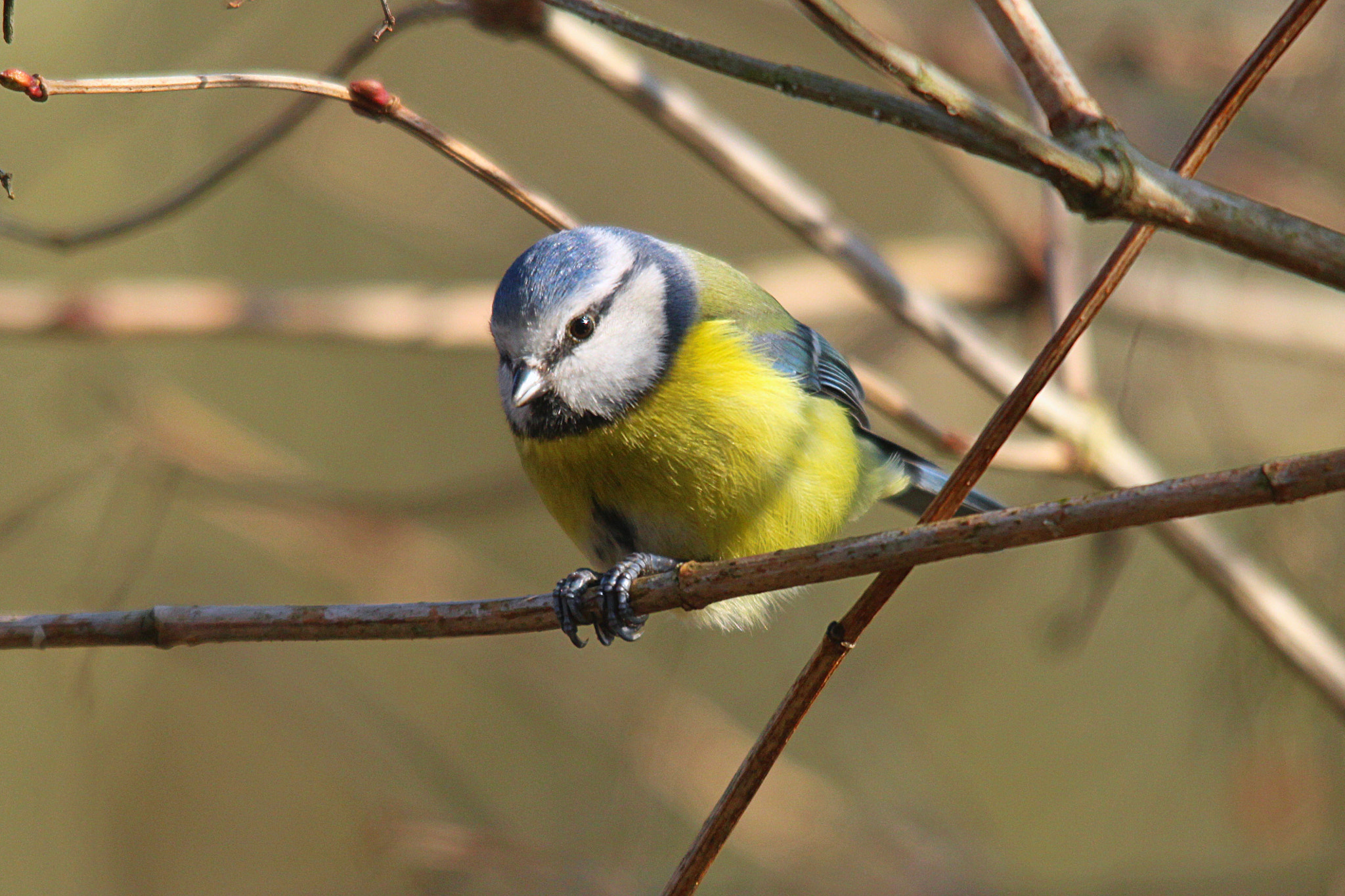 Sigma 150-500mm F5-6.3 DG OS HSM sample photo. Img photography