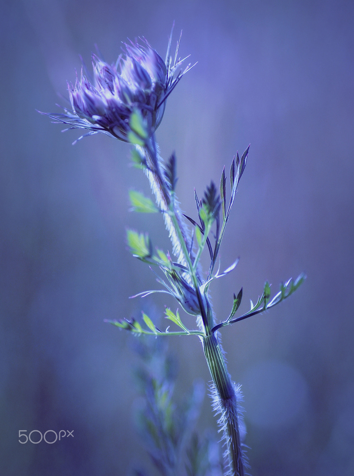 Canon EOS 60D + Tamron SP AF 90mm F2.8 Di Macro sample photo. Img photography