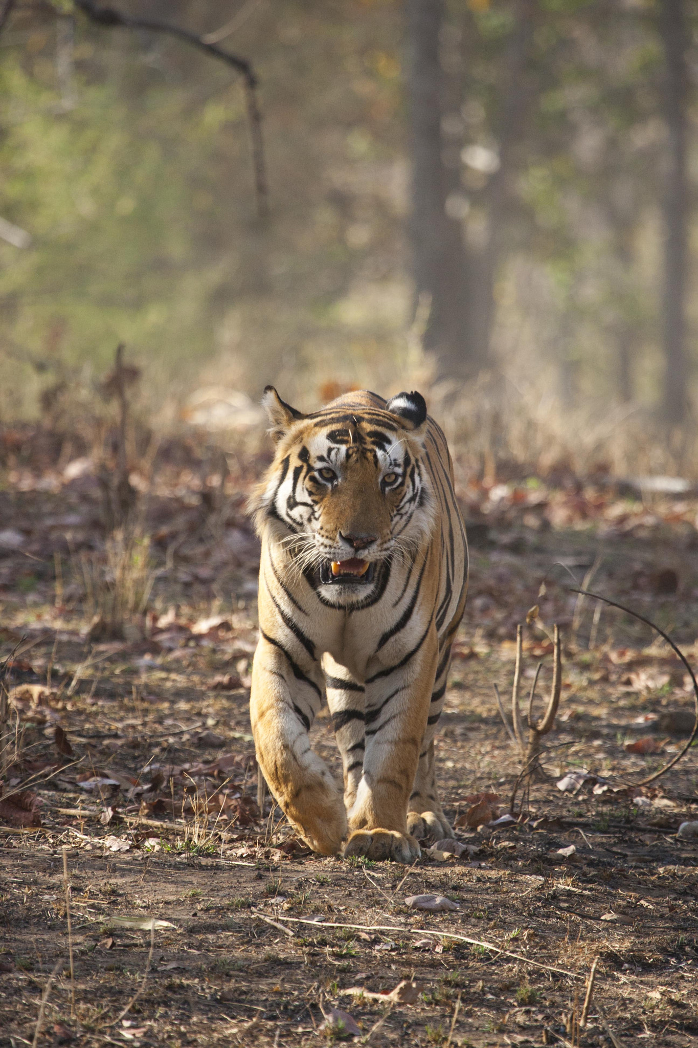 Canon EOS-1D Mark III sample photo. The king photography