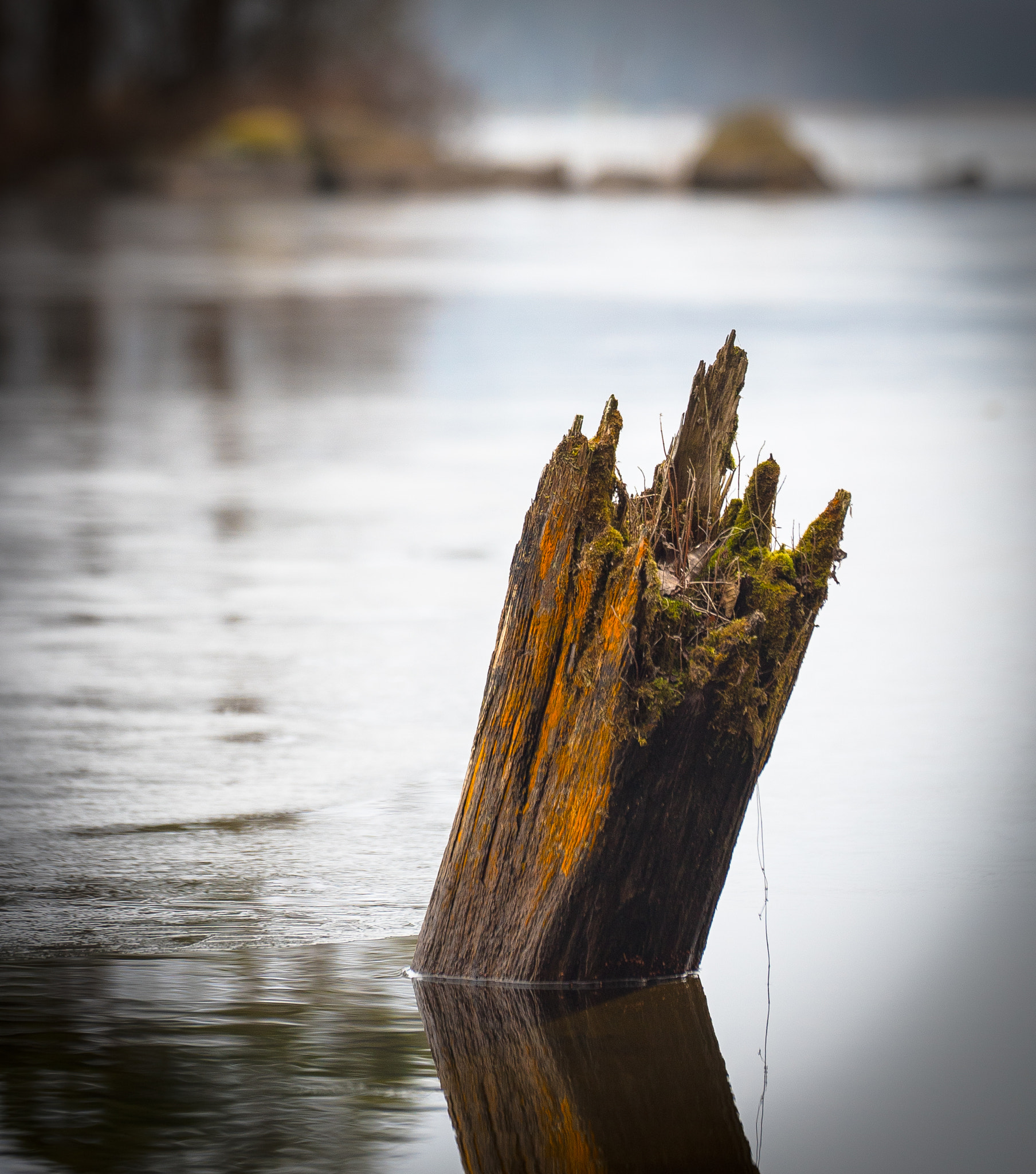 Sony a7S + Sony FE 70-200mm F4 G OSS sample photo. Old stump photography