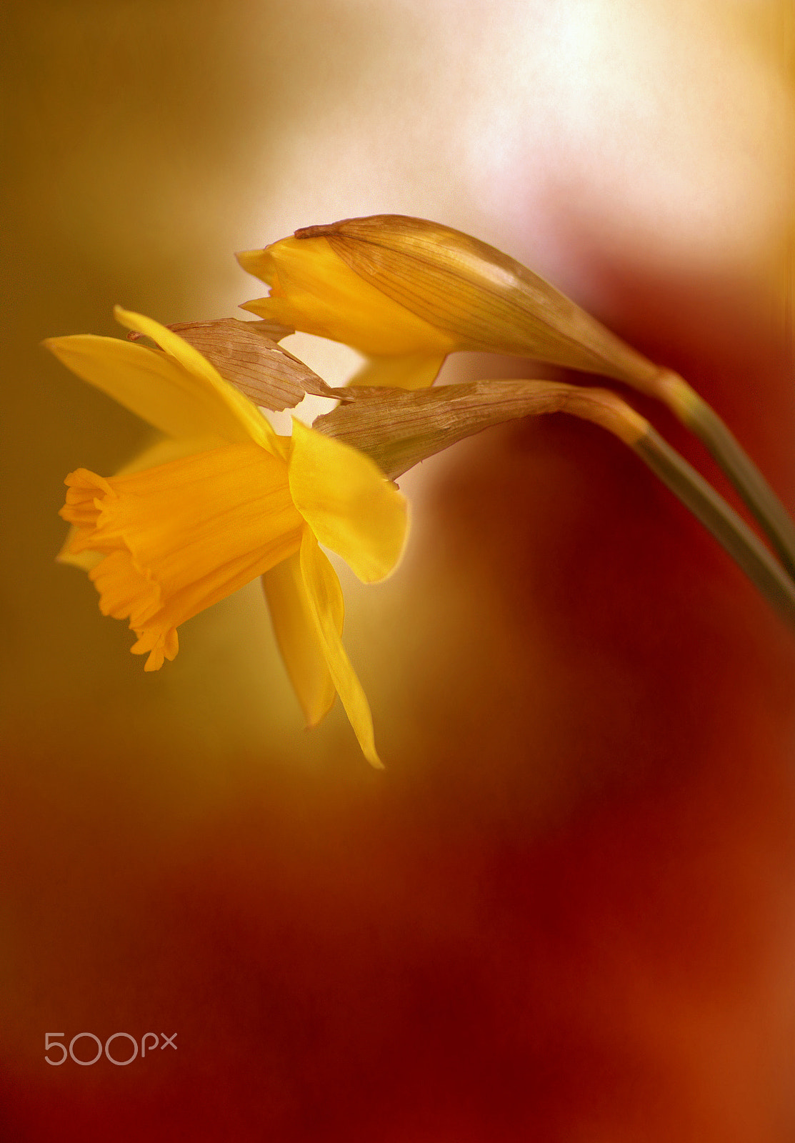 Canon EOS 60D + Tamron SP AF 90mm F2.8 Di Macro sample photo. Cr photography