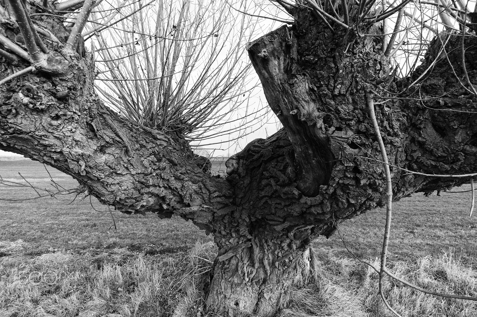 Sony a6300 + ZEISS Touit 12mm F2.8 sample photo. Close-up of a pollard willow photography