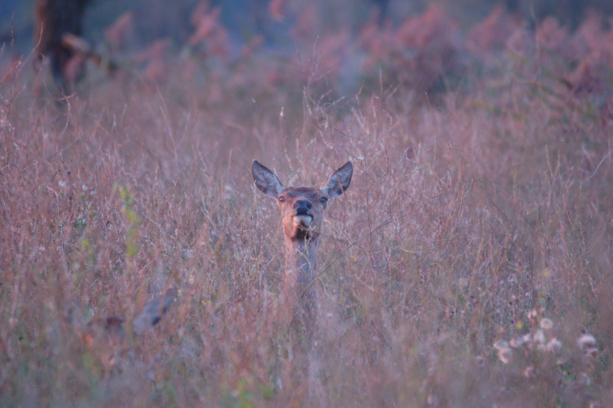 Sigma 120-400mm F4.5-5.6 DG OS HSM sample photo