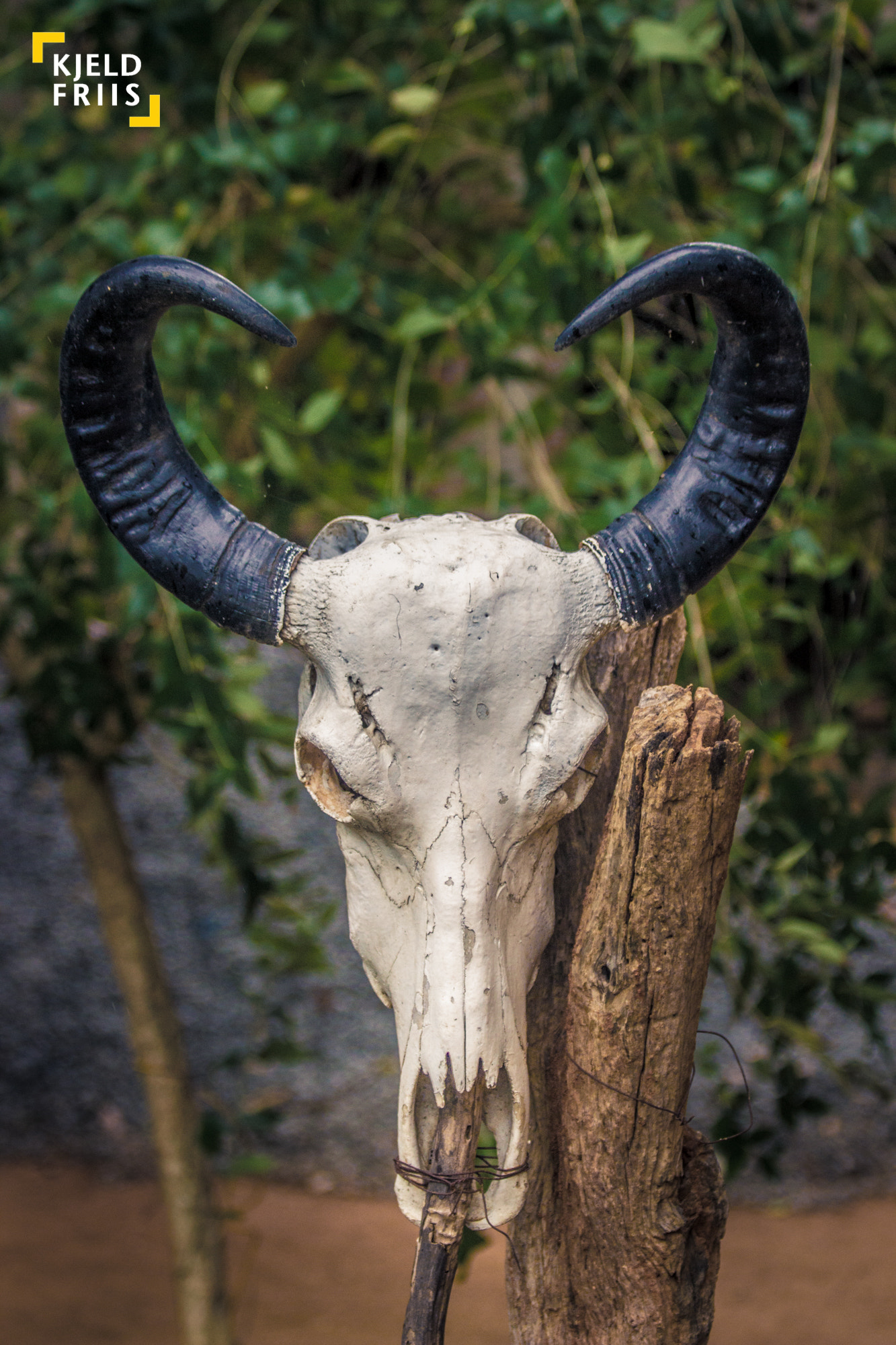 Canon EOS 600D (Rebel EOS T3i / EOS Kiss X5) sample photo. Buffalo skull photography