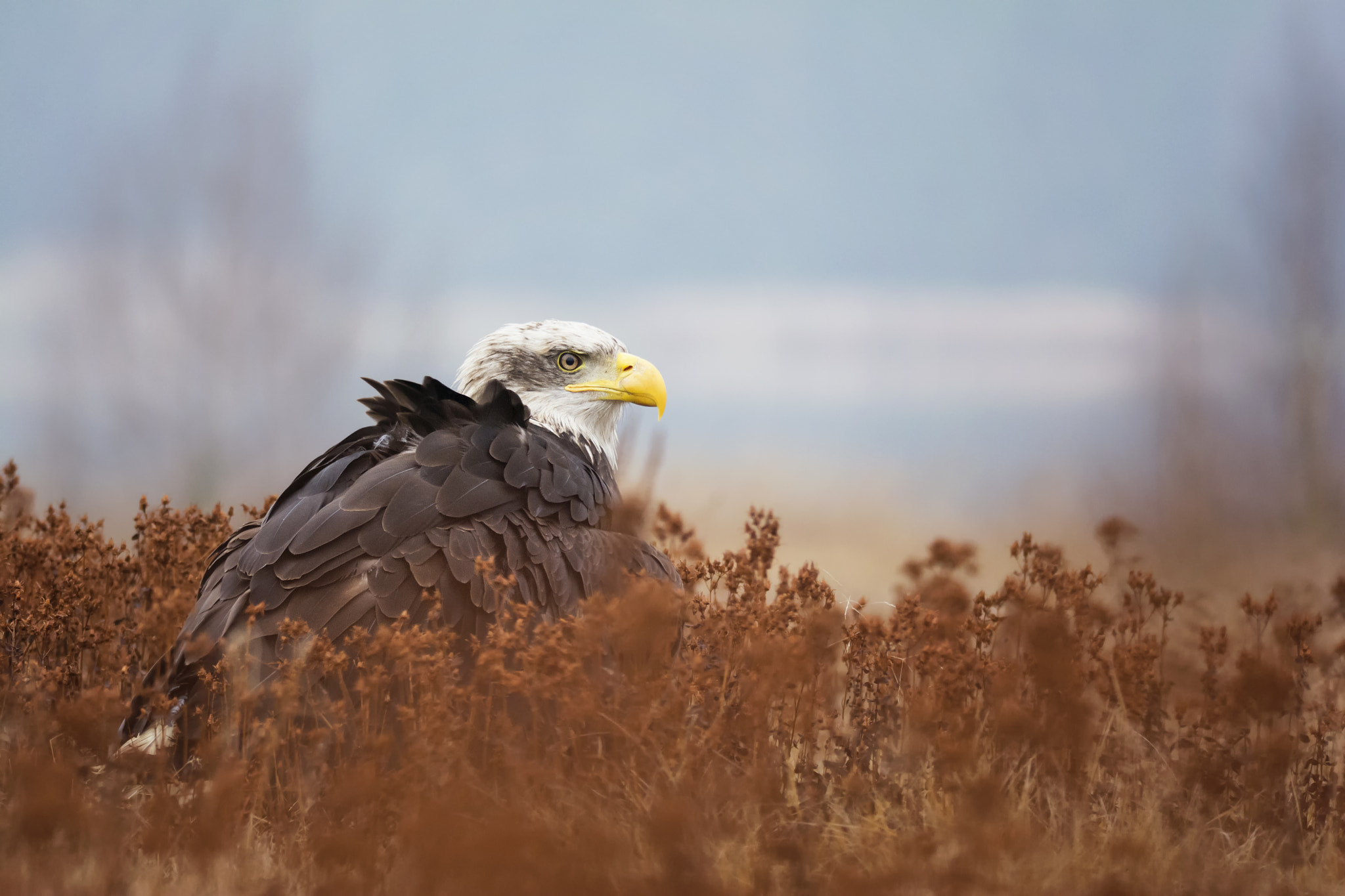 Nikon D7100 sample photo. Bald eagle photography