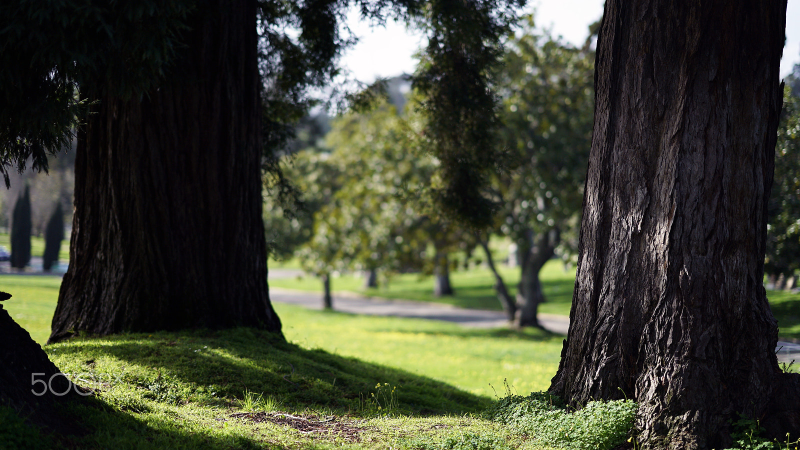 Sony a7S II + Sony FE 85mm F1.4 GM sample photo. The good life is so elusive photography