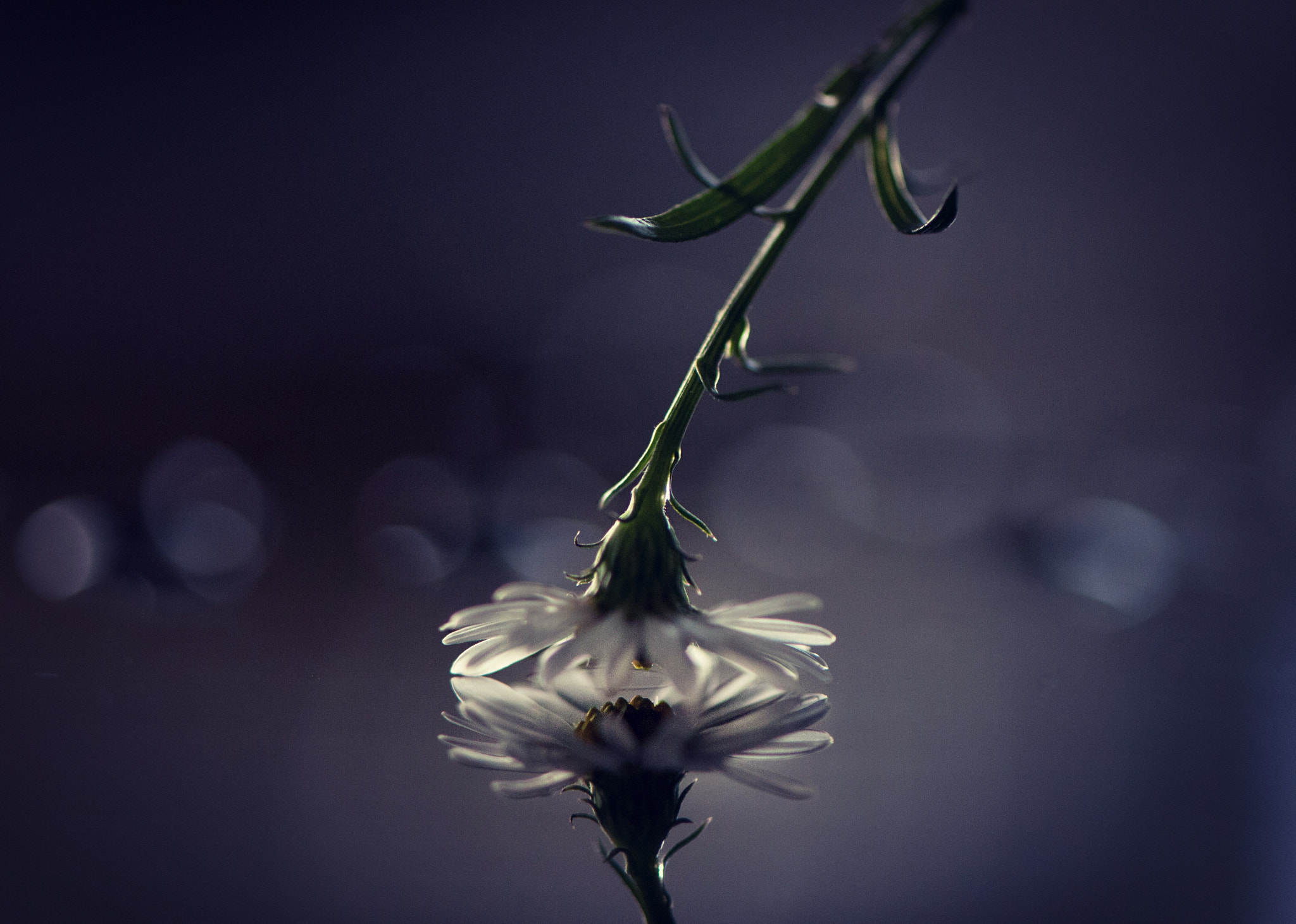 Nikon AF-S Micro-Nikkor 105mm F2.8G IF-ED VR sample photo. Mental escape photography