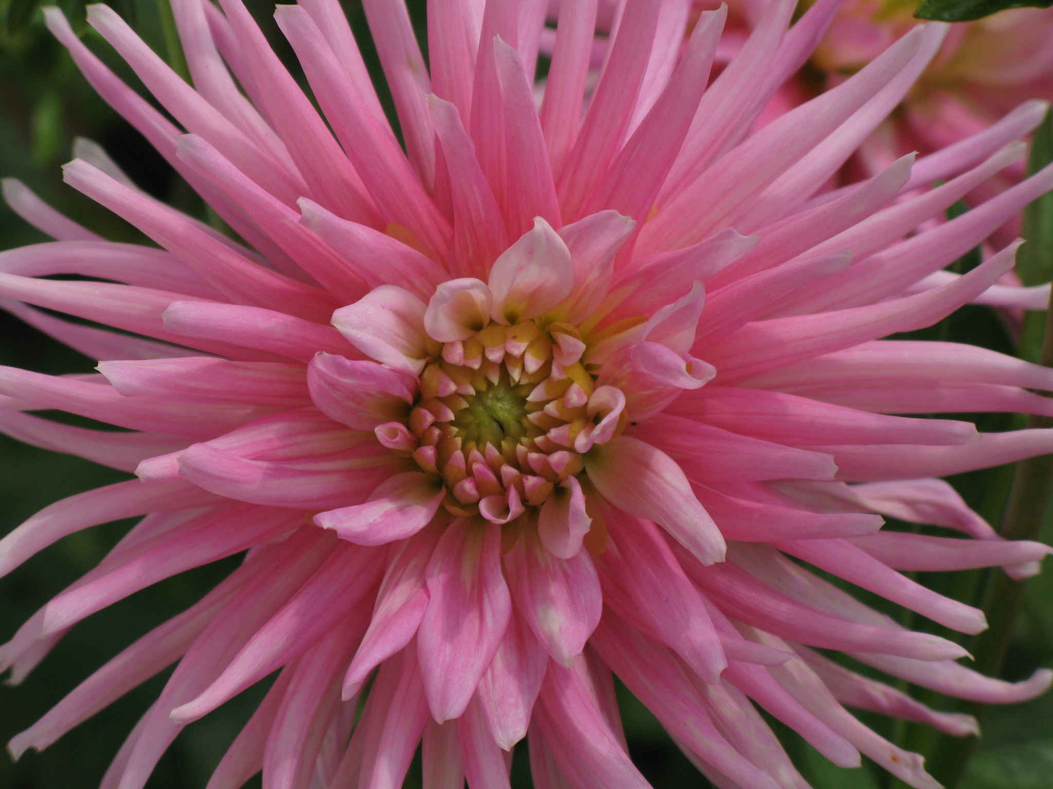 Canon POWERSHOT G7 sample photo. Dahlia  - a close view - ! photography