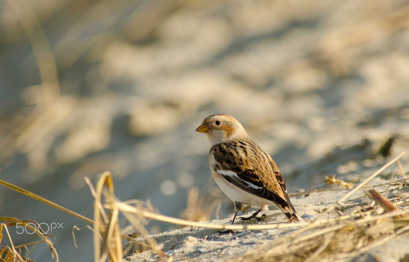 Nikon D7000 sample photo. Sneeuwgors/snow bunting photography