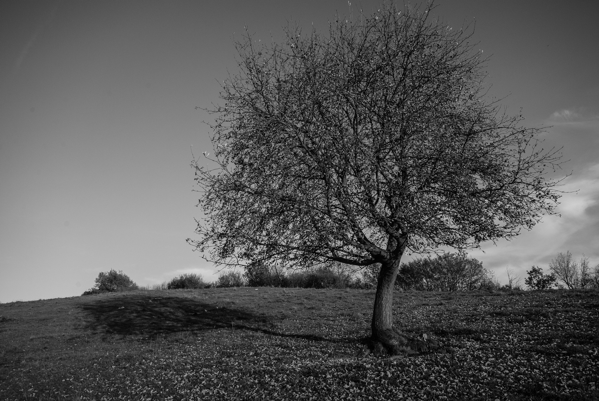 Sigma 10-20mm F4-5.6 EX DC HSM sample photo. 30943553925.jpg photography