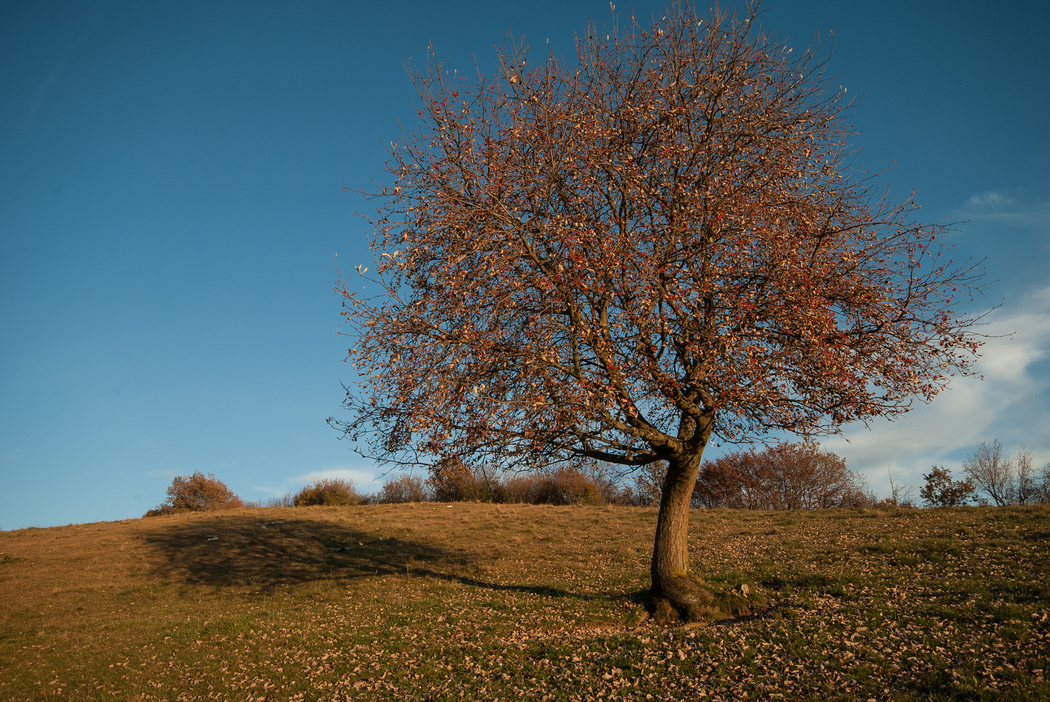 Sigma 10-20mm F4-5.6 EX DC HSM sample photo. 30641557870.jpg photography
