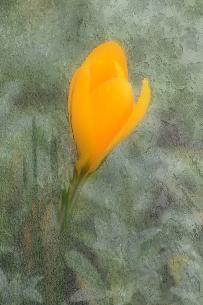 Nikon D500 sample photo. Crocus photography