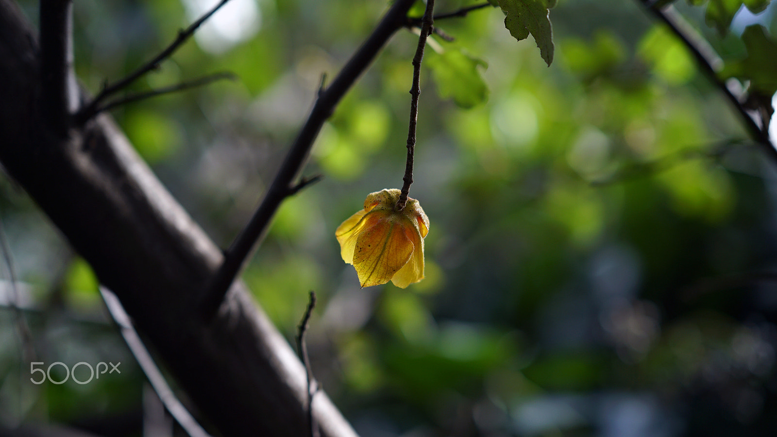 Sony a7S II + Sony FE 85mm F1.4 GM sample photo. Golden slumber photography