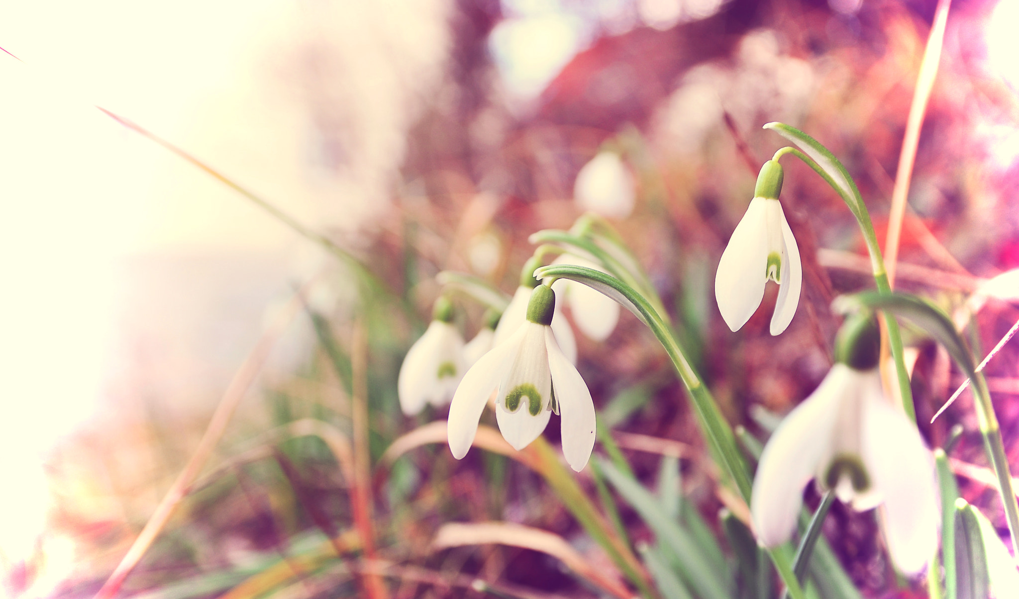 Sigma 17-70mm F2.8-4 DC Macro OS HSM | C sample photo. Spring wishes photography