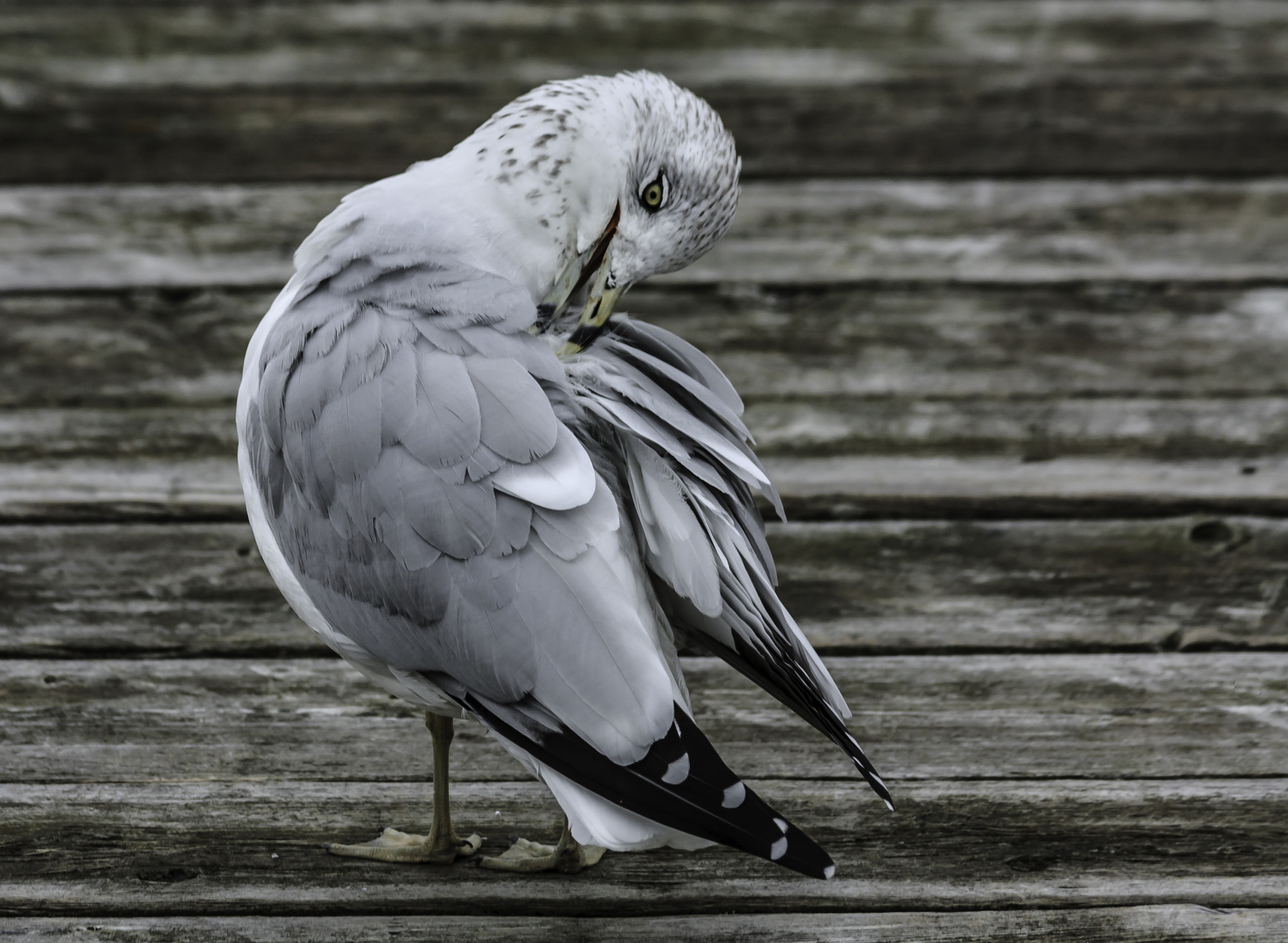 Canon EOS 450D (EOS Rebel XSi / EOS Kiss X2) sample photo. Gull preening photography