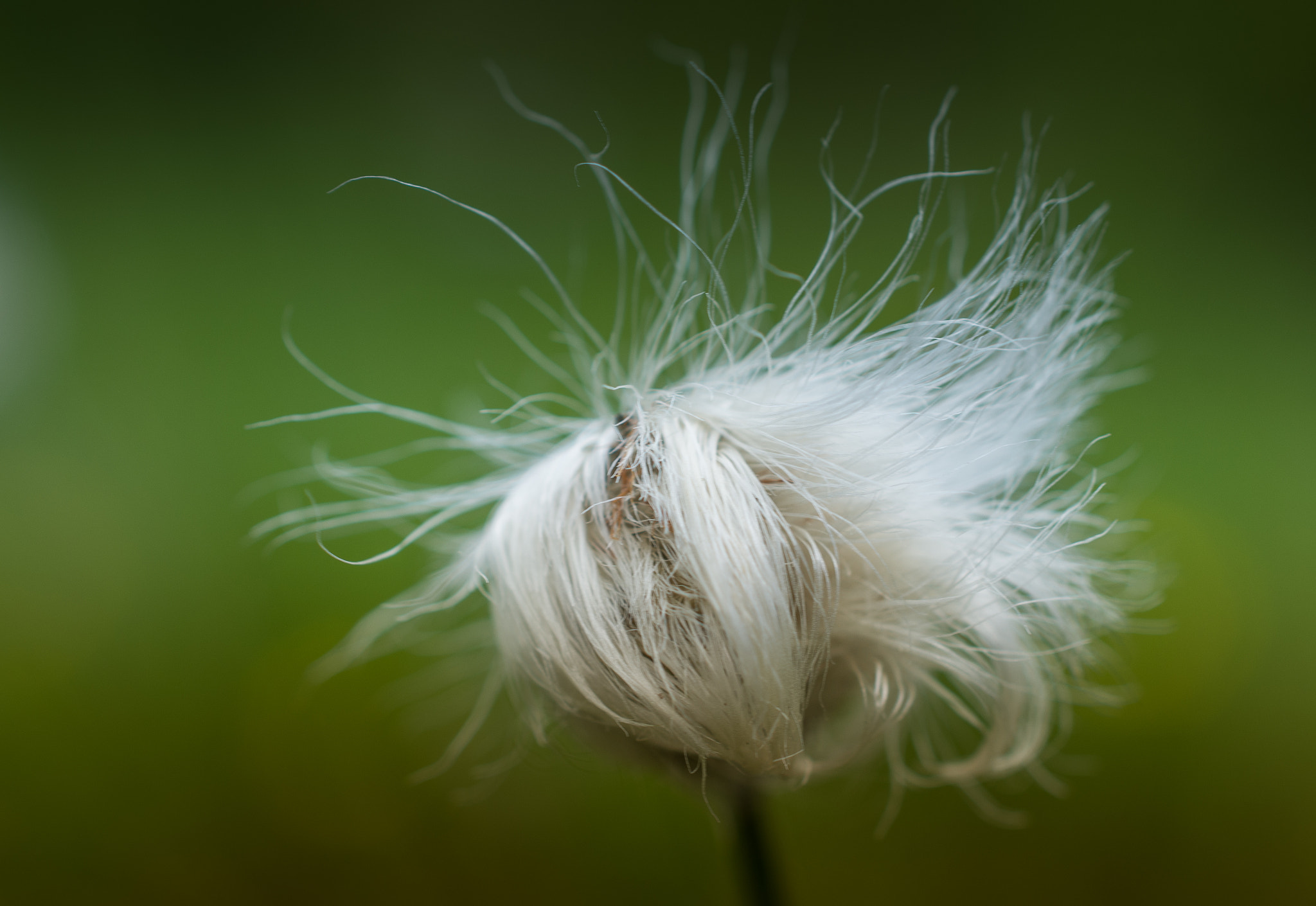 Nikon AF-S DX Micro Nikkor 40mm F2.8 sample photo. My morning hairstyle photography