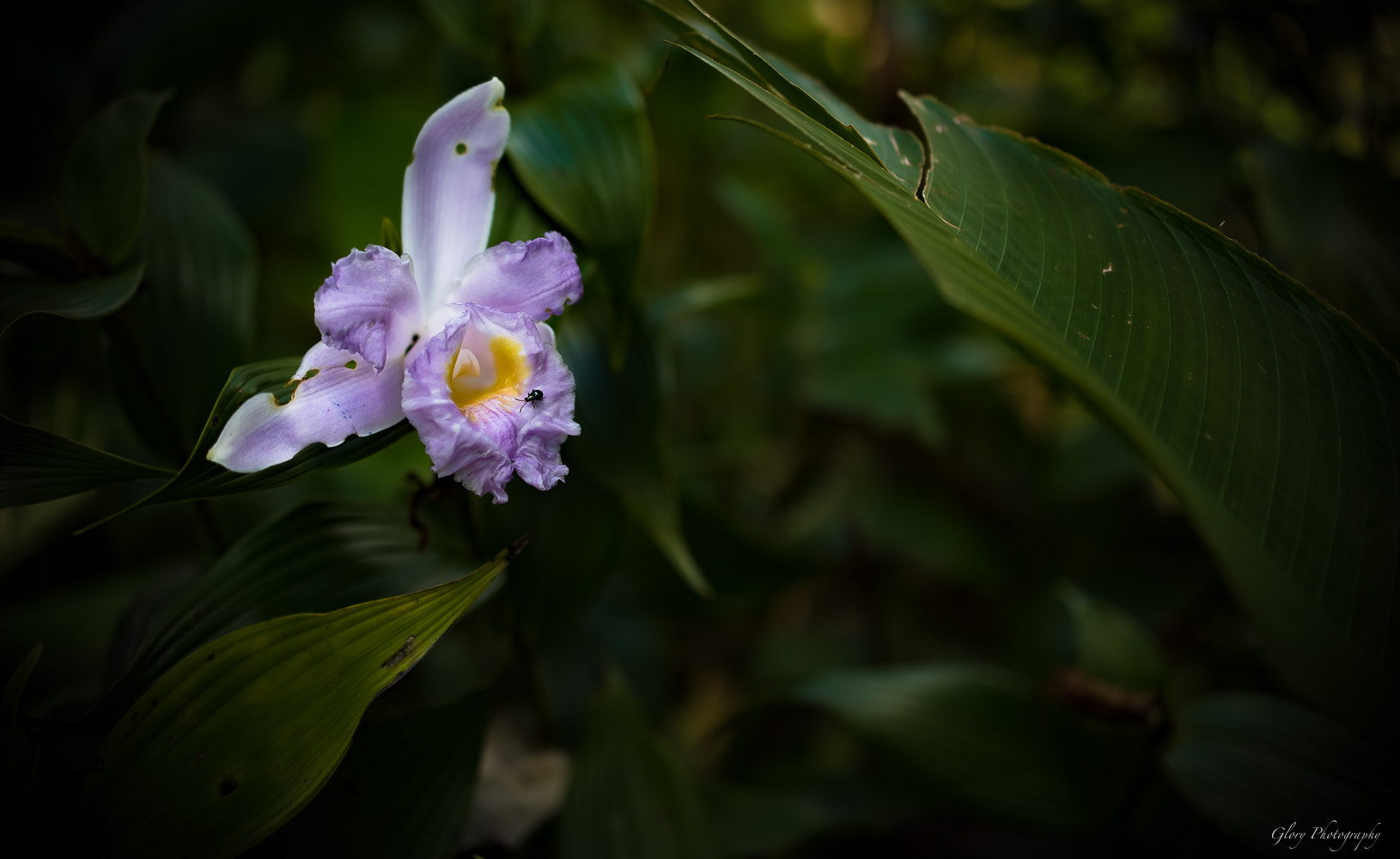 Nikon AF-S DX Micro Nikkor 40mm F2.8 sample photo. Belleza natural photography