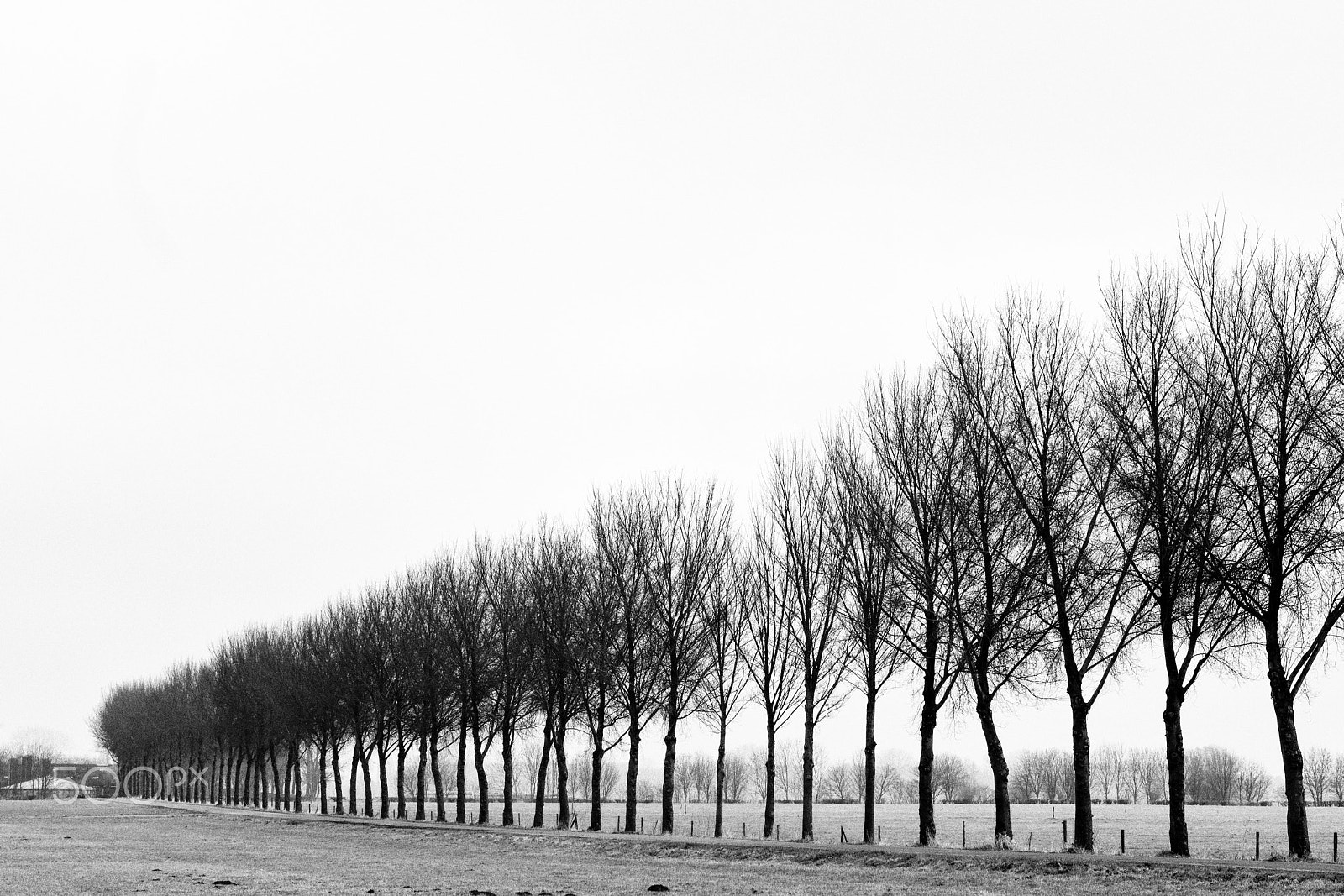 Sony a6300 sample photo. Trees, weerdseweg, wilp, the netherlands photography
