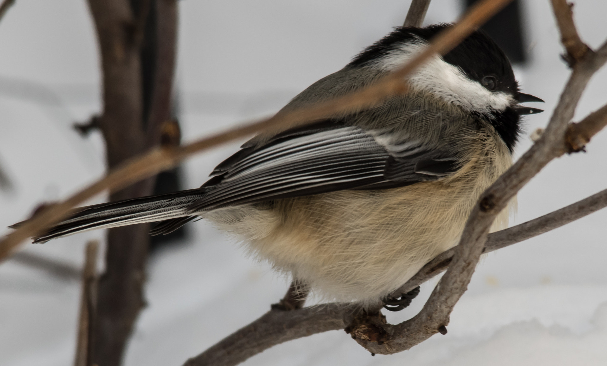 Pentax K-3 II + Sigma 150-500mm F5-6.3 DG OS HSM sample photo. Downey chickadee photography