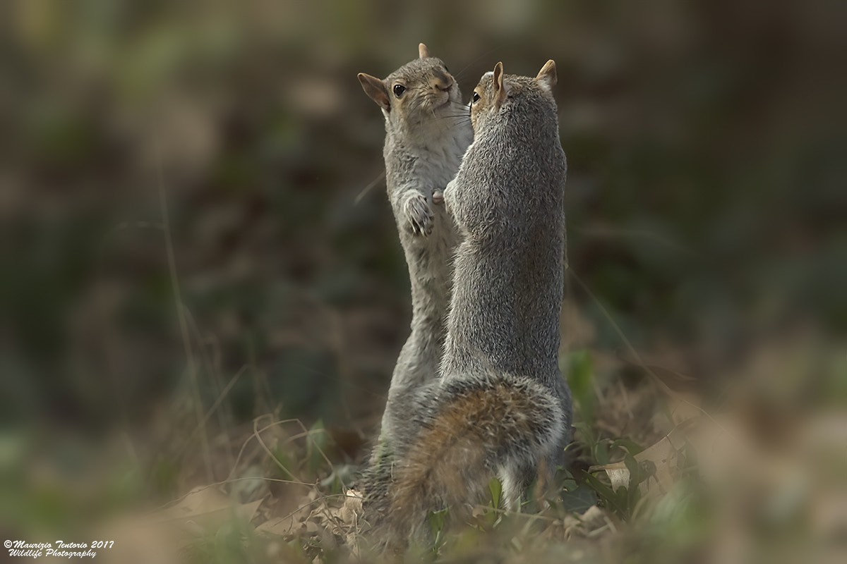 Nikon AF-S Nikkor 300mm F2.8G ED VR II sample photo. Scoiattolo grigio sciurus carolinensis photography