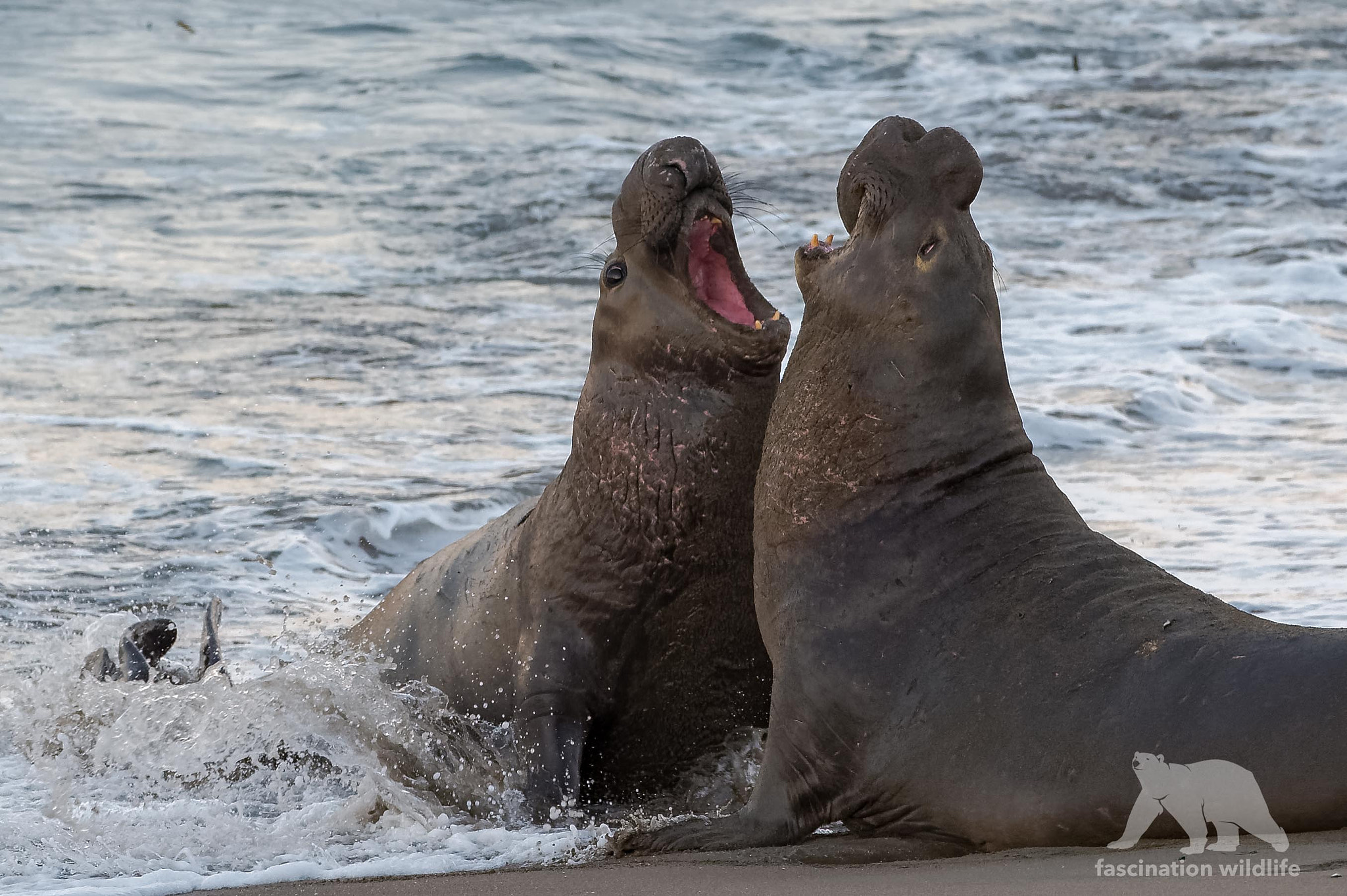Sigma 150-600mm F5-6.3 DG OS HSM | S sample photo. The battle photography
