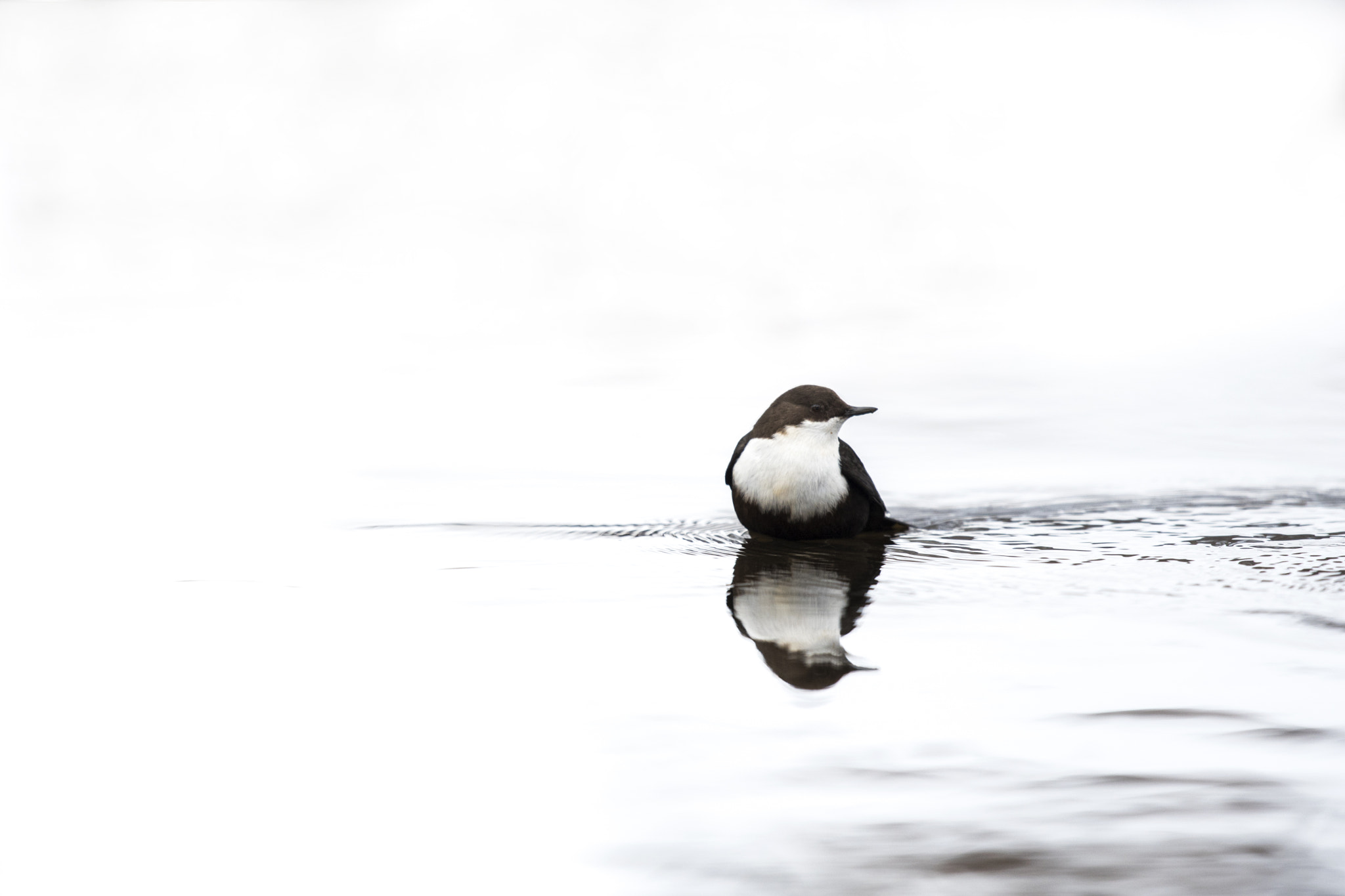 Nikon D500 + Nikon AF-S Nikkor 600mm F4G ED VR sample photo. Dipper photography